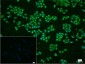 PI3-kinase p110 subunit beta Recombinant Rabbit mAb